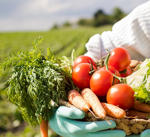 orgaxi.prontofer.ind.br