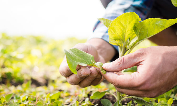 orgaxi.prontofer.ind.br