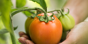 orgaxi.prontofer.ind.br