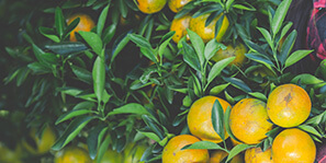 orgaxi.prontofer.ind.br